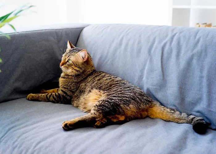 Πανσιόν De Ongayo Suances